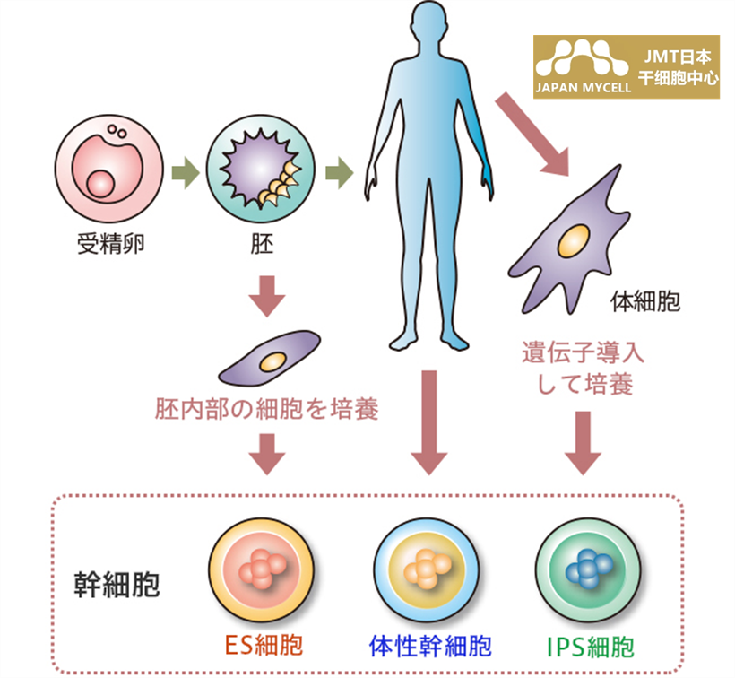 日本最新干细胞研究，前沿科技引领医学突破