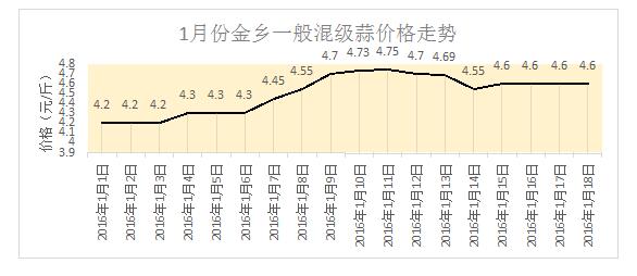 金乡最新行情及行情分析上午更新摘要