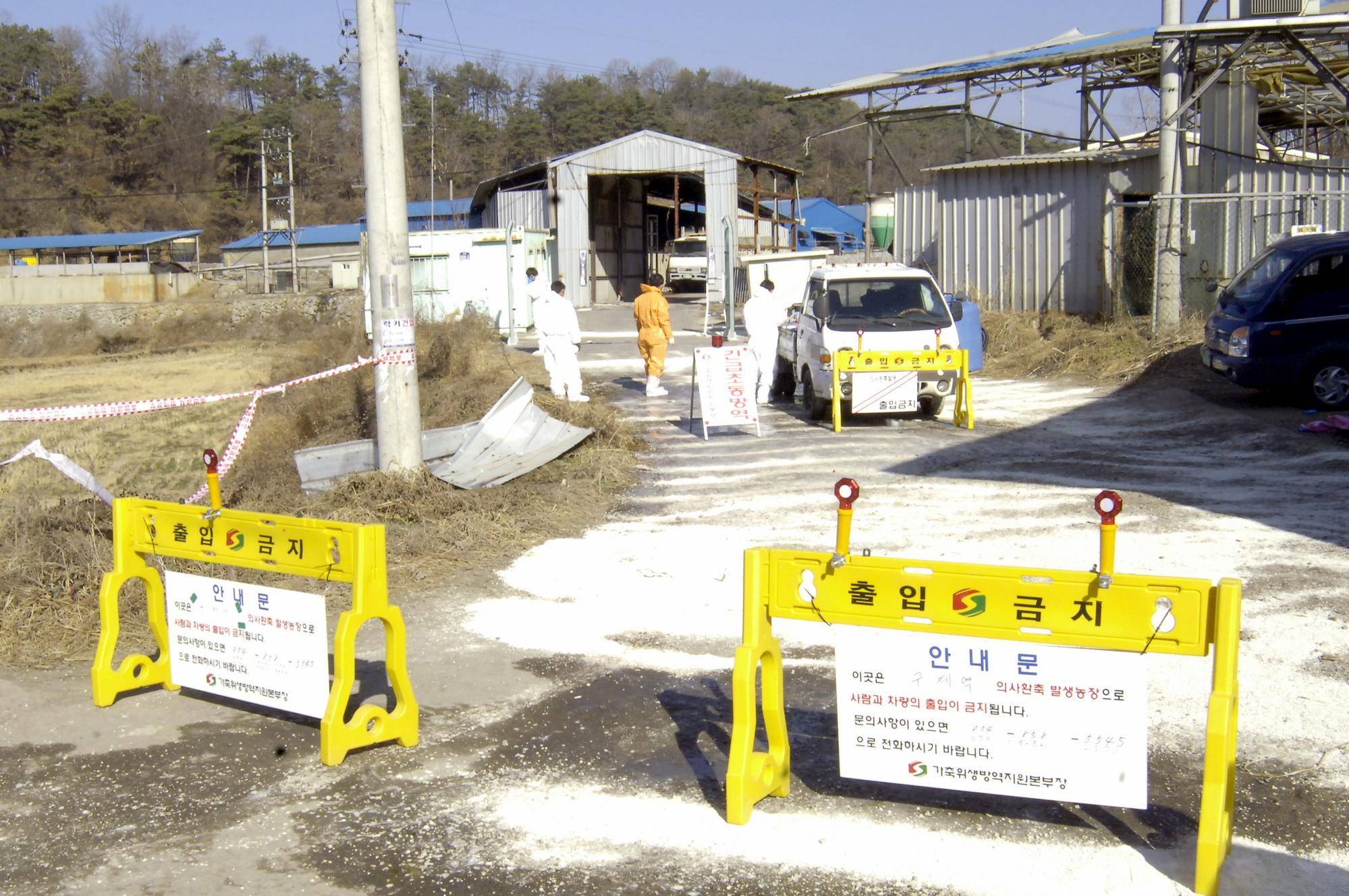 韩国最新非洲猪瘟消息及其影响深度解析